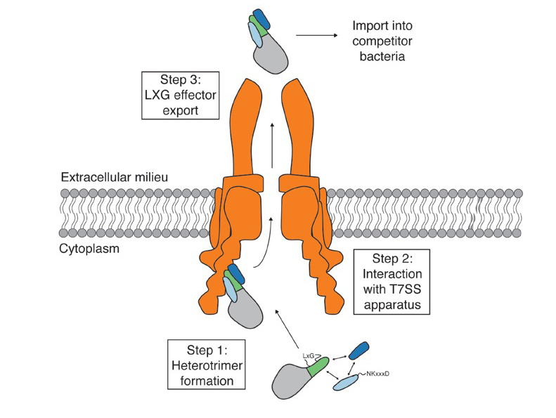 A diagram showing two red shapes connected by gray ladders representing cytoplasm and gray shapes on the top and bottom representing different bacteria as they connect to the membrane-embedded apparatus. 