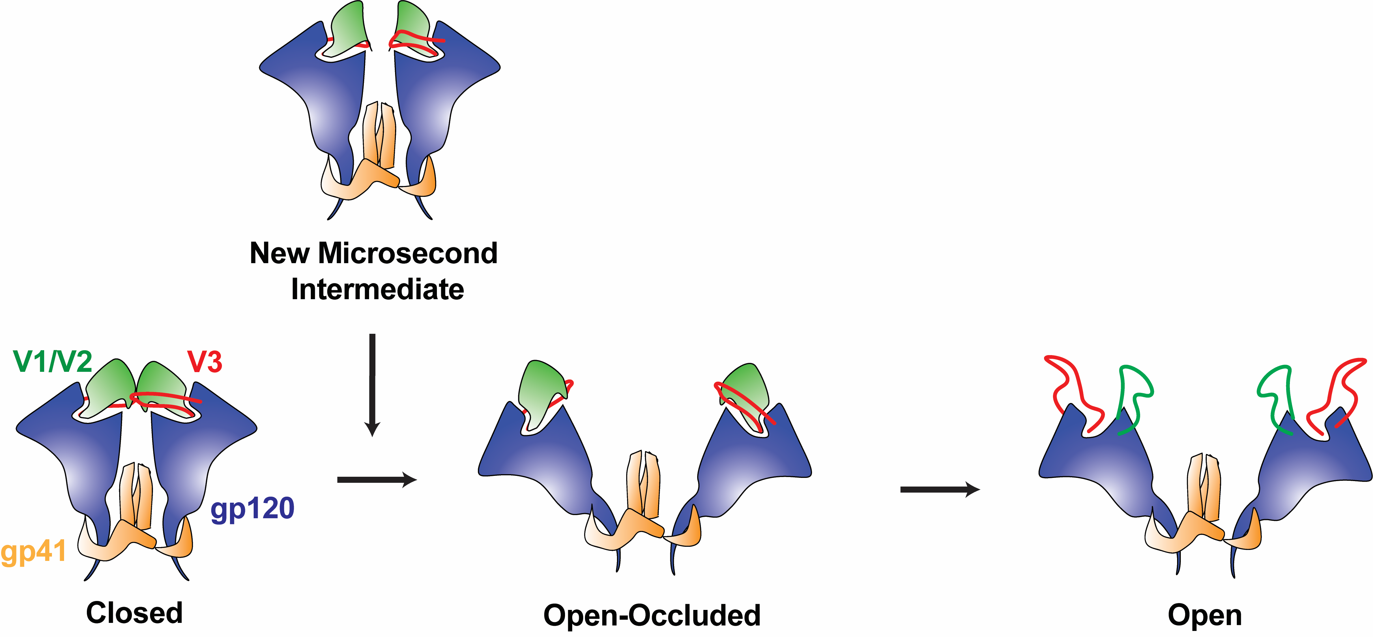 A series of diagrams of shapes representing the HIV glycoprotein, showing the steps between the closed and open states. 