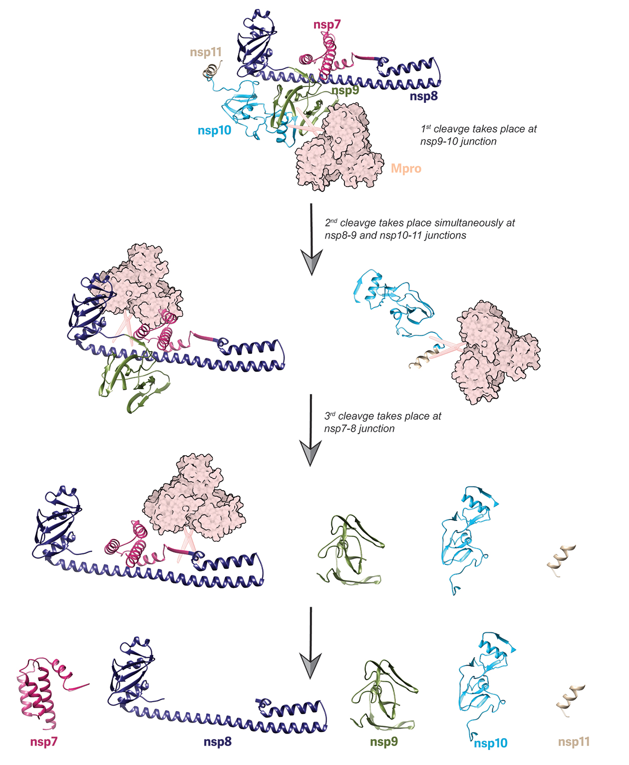 Schematic representation of the cleavage order of the nsp7-11 polyprotein by Mpro. One of the ten integrative models of nsp7-11 polyprotein was chosen for illustration purposes. 