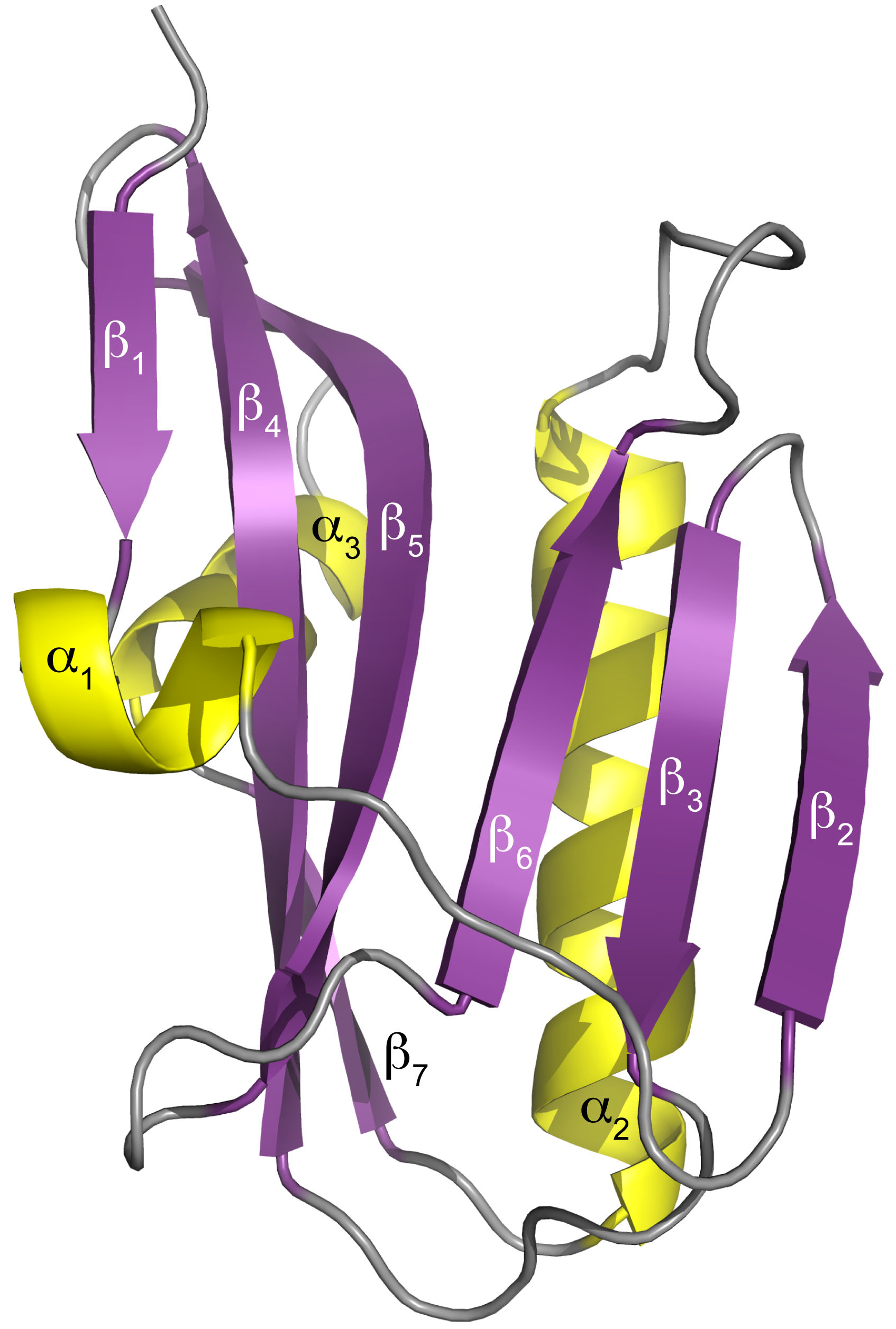 NS1%20structure.jpg