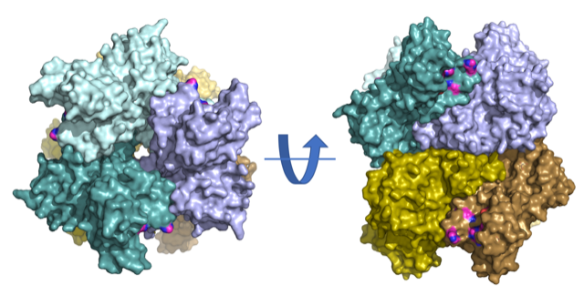 Coronavirus